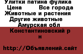 Улитки патина фулика › Цена ­ 10 - Все города Животные и растения » Другие животные   . Амурская обл.,Константиновский р-н